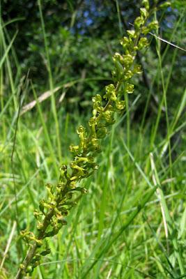 Orchidées sur la Côte de Notre-Dame des Gouttes