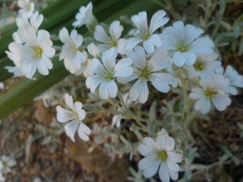 citations,proverbes,mai,fleurs,société