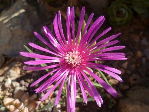 citations,proverbes,mai,fleurs,société