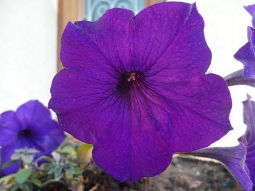 citations,proverbes,mai,fleurs,société