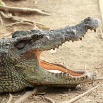 Dans le ventre du croco