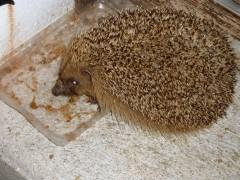 carnet,blog littéraire de christian cottet-emard,personnages,fiction,roman,nouvelle,littérature,édition,écriture,chat,vent,frêne,arbre,cigare,bundle,hérisson,lilas,monteverdi,selva morale e spirituale,arts florissants,william christie,harmonia mundi,musique d'abord