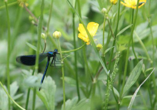 2 calopteryx romi 17 mai 2012 055.jpg