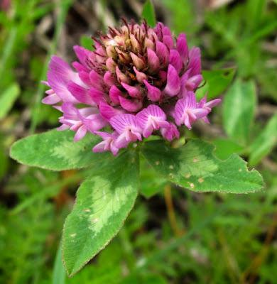 Rouge : Géranium, Trèfle et Vesce