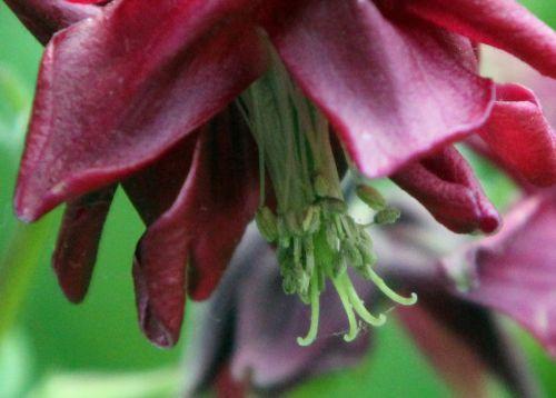 aquilegia coeur romi 17 mai 2012 133.jpg