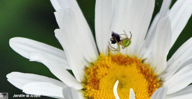 Araignée-courge-repas-du-soir