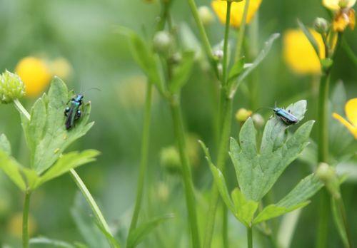 3 oedemera couple romi 17 mai 2012 079.jpg