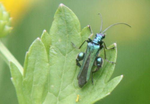 4 oedemera mâle romi 17 mai 2012 078.jpg