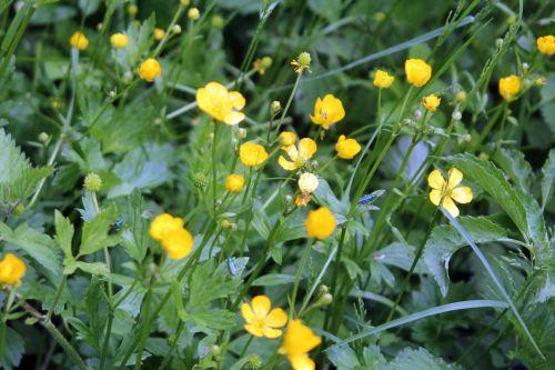 1 oedemera romi 17 mai 2012 083.jpg