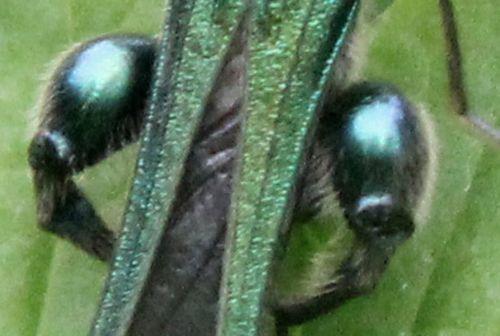 7 oedemera mâle fémurs romi 17 mai 2012 076.jpg