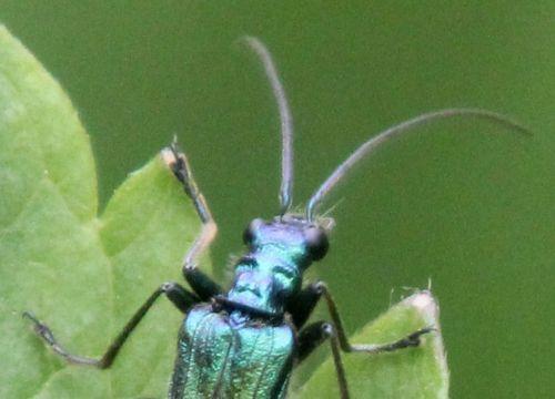 6 oedemera mâle tête romi 17 mai 2012 076.jpg
