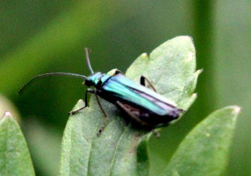 8 oedemera femelle romi 17 mai 2012 077.jpg