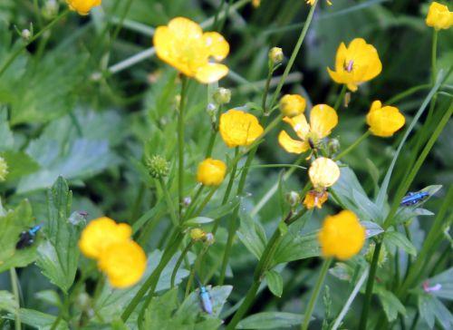 2 oedemera x 3 romi 17 mai 2012 084.jpg