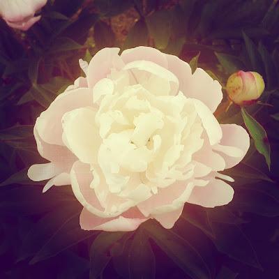 Fragilité parmi les fragiles