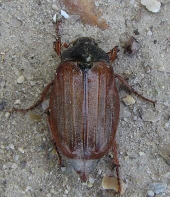 120519 Hanneton commun (2).jpg