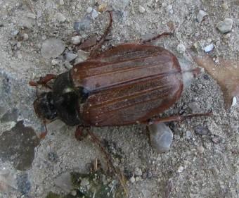 120519 Hanneton commun (1).jpg