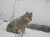 Tuer loups pour protéger troupeaux