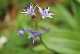 Les fleurs du Pariou