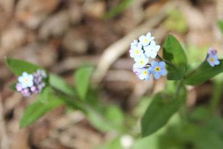 Les fleurs du Pariou