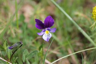Les fleurs du Pariou