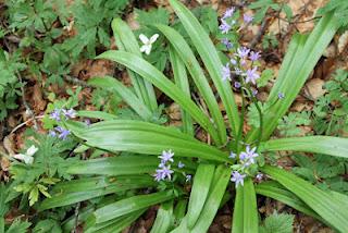 Les fleurs du Pariou