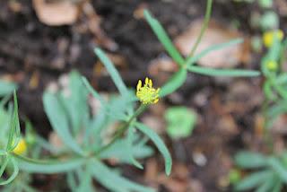 Les fleurs du Pariou
