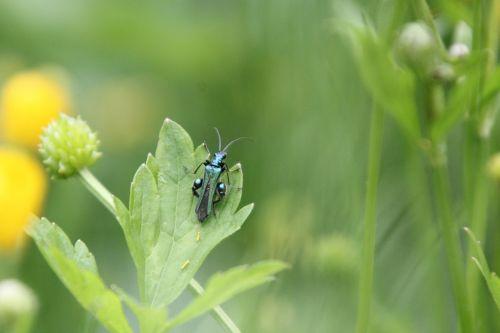 9 oedemera romi 17 mai 2012 076.jpg