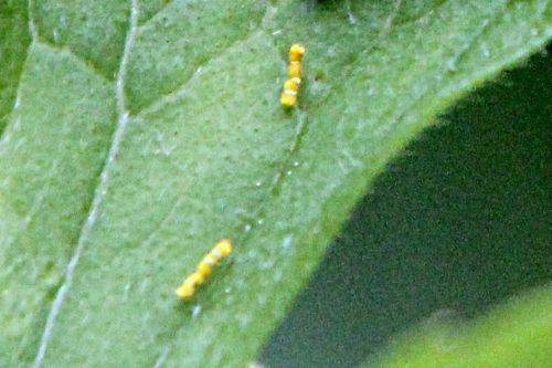 10 oedemera fèces romi 17 mai 2012 p 076.jpg