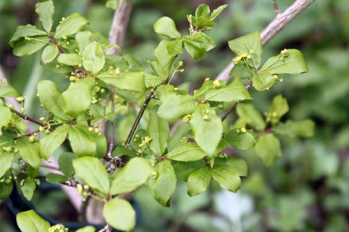 3 euonymus alatus romi 20 avril 2012 008.jpg