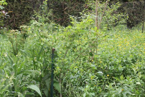 11 euonymus alatus romi 17 mai 2012 043.jpg