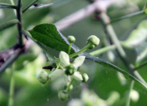15 euonymus europeus romi 17 mai 2012 126.jpg