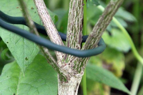 13 euonymus alatus romi 17 mai 2012 047.jpg