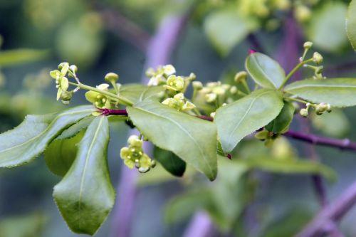 5 euonymus alatus romi 20 avril 2012 007.jpg