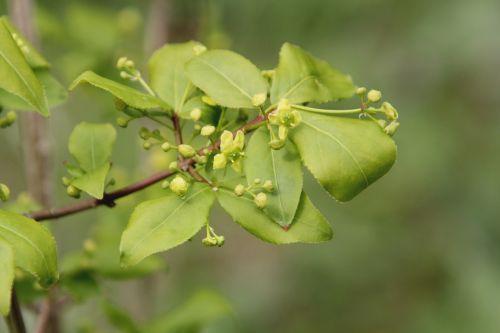 4 euonymus alatus romi 20 avril 2012 005.jpg