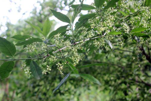 14 euonymus europeus romi 17 mai 2012 126 (2).jpg