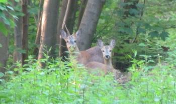 Rencontre matinale avec deux chevreuils en forêt de Fausses-reposes