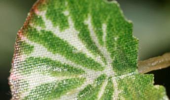 LES FEUILLES ARTIFICIELLES A LA PORTEE DES PAYS EMERGENTS