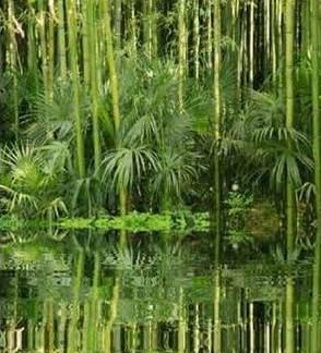 Quand la végétation s’invite dans votre salon !