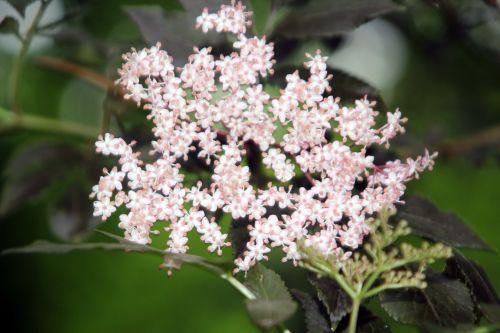 3 guincho purple 21 mai 2012 005.jpg
