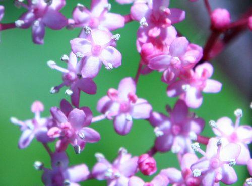 thundercloud romi 4 juin 077.jpg