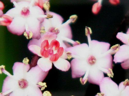 black lace etamines romi 12 juin 046.jpg