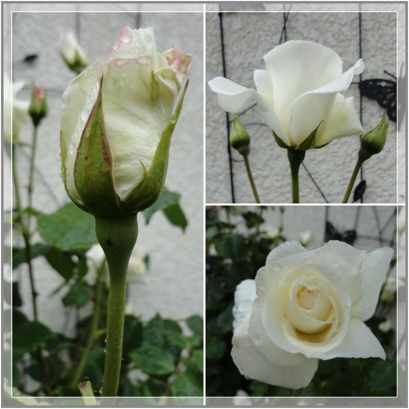 Les roses sont écloses, 20 mai 2012