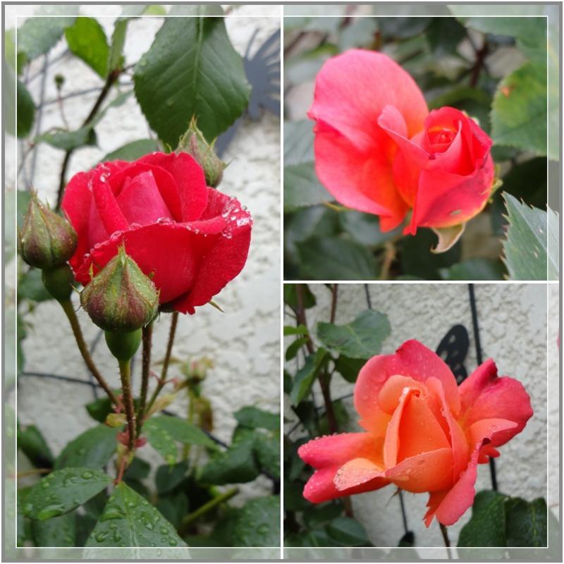 Les roses sont écloses, 20 mai 2012