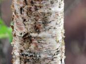 belle écorce, Betula apoiensis