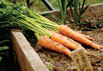 Rotation des légumes au potager