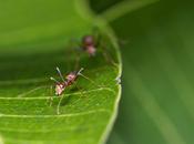 Fond d’écran insectes