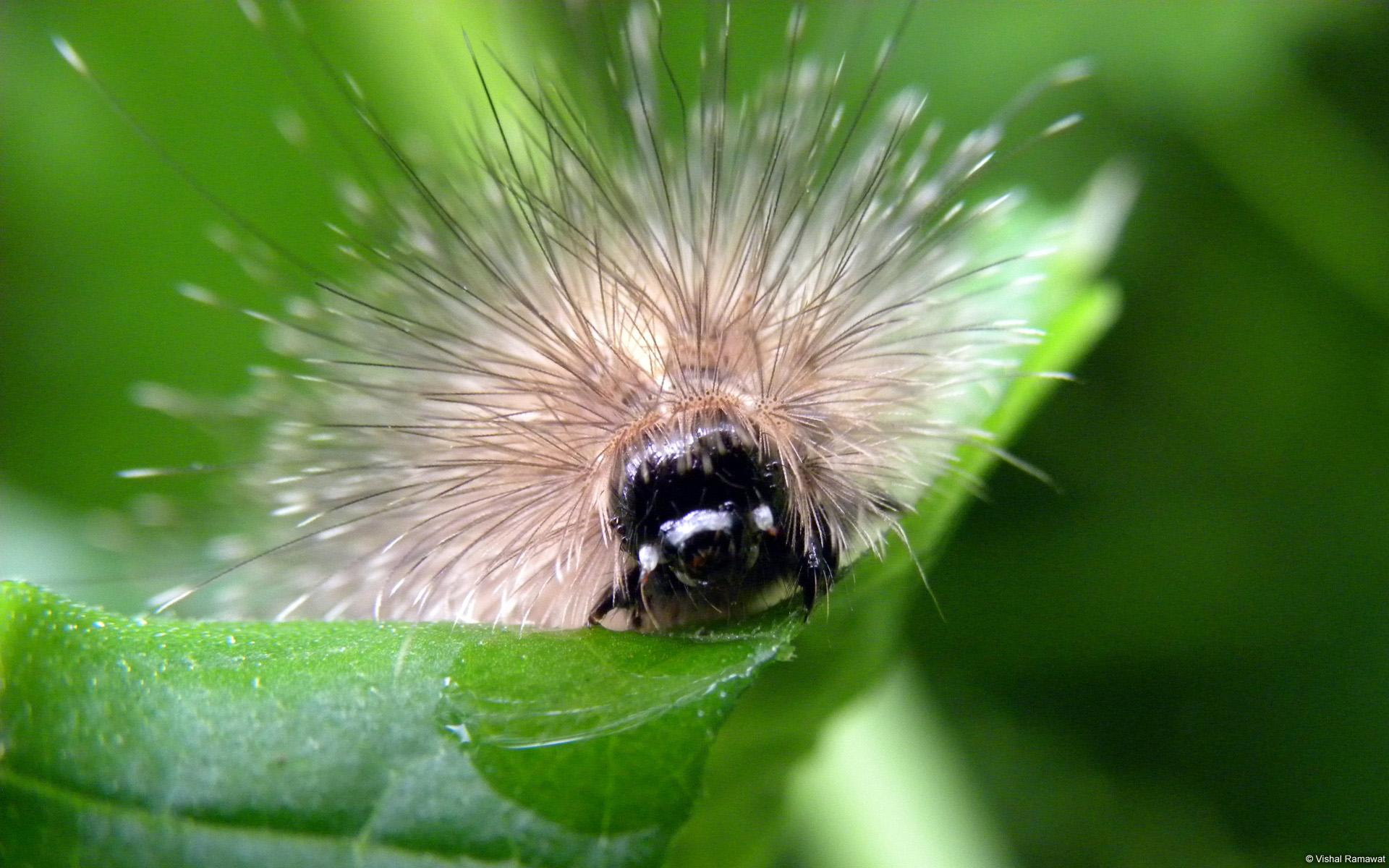 Fond d’écran : Les insectes