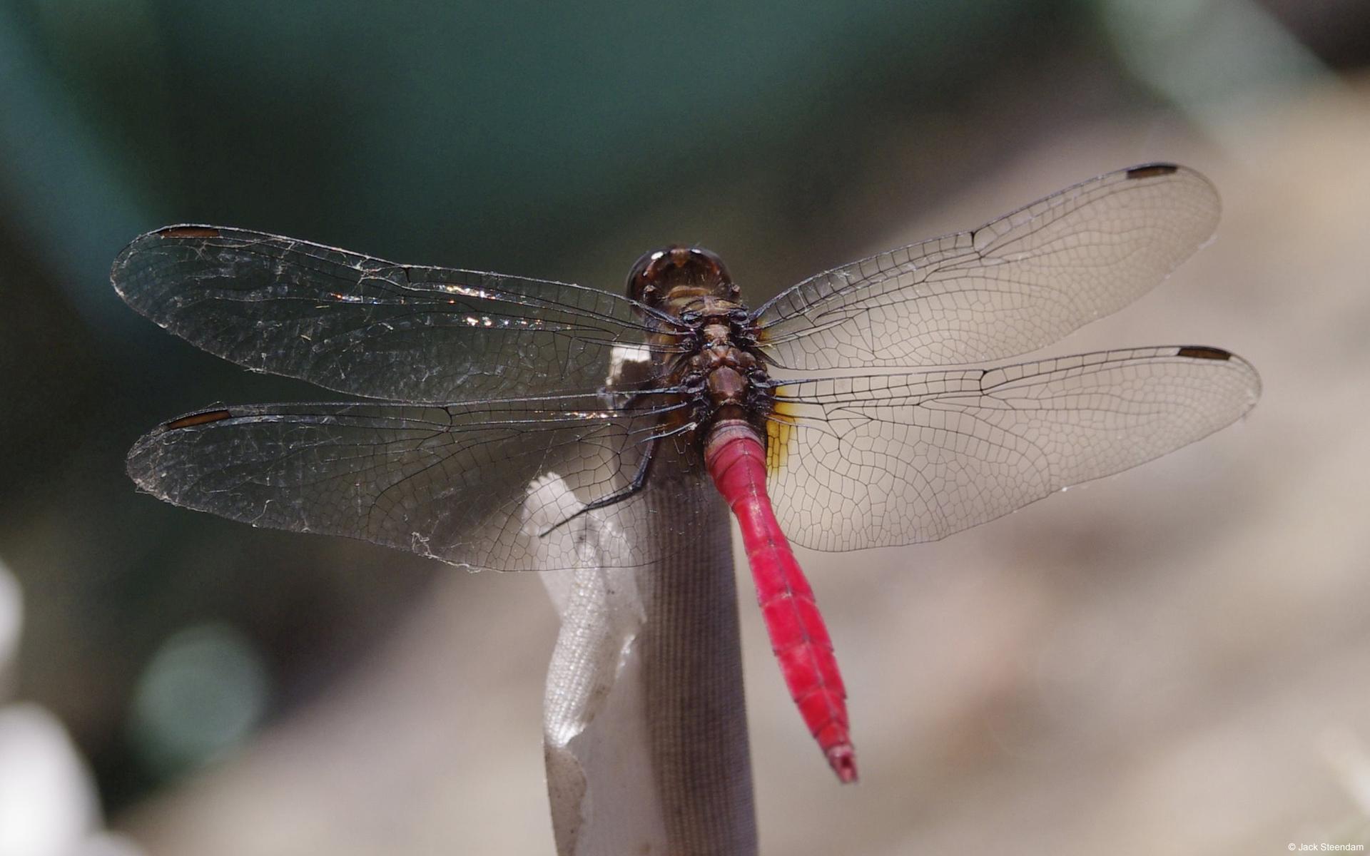 Fond d’écran : Les insectes