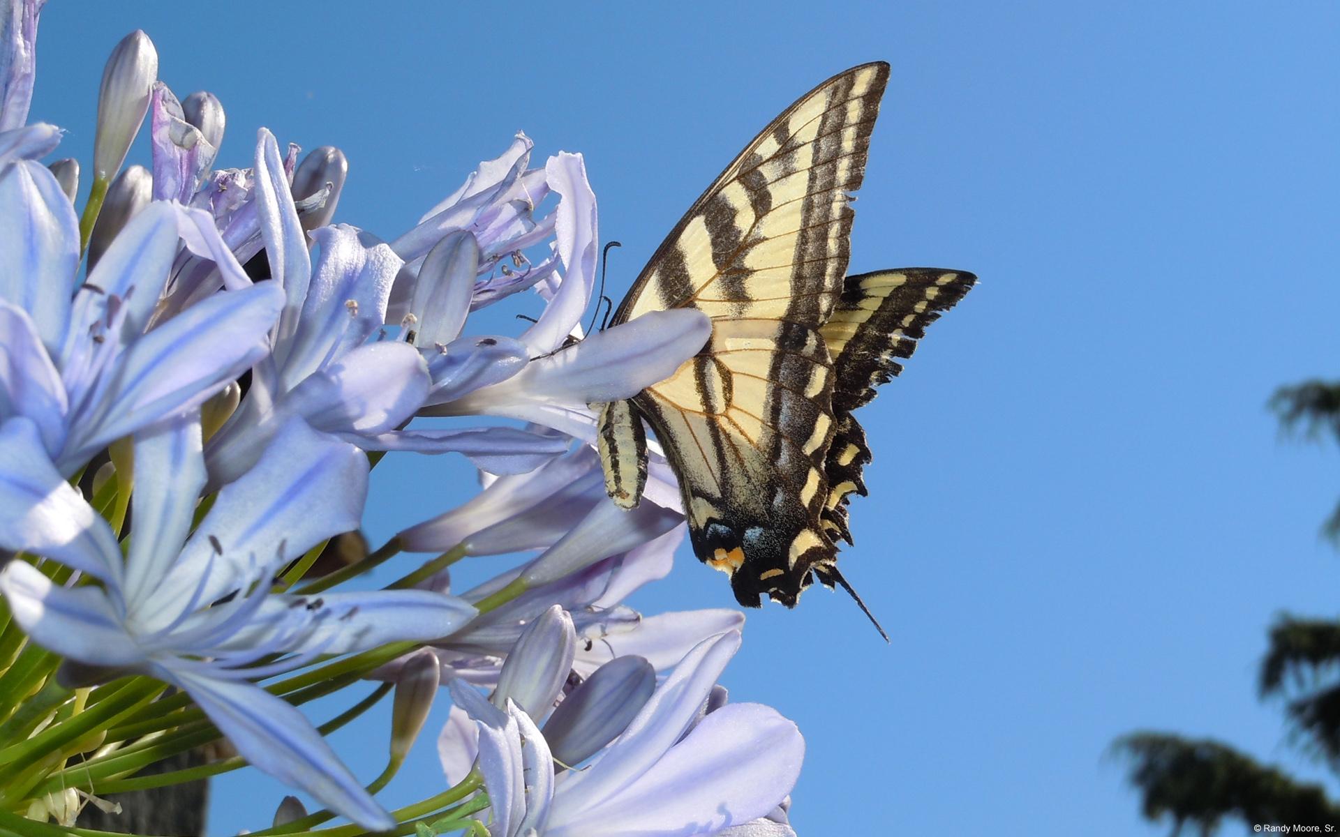 Fond d’écran : Les insectes