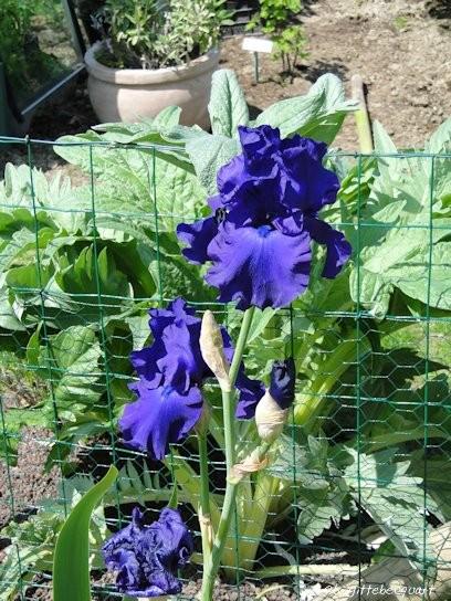 Promenade à Wambrechies.